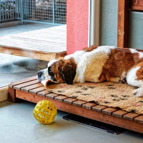 Quels réflexes choisir pour retrouver un chat perdu et éviter une nouvelle fugue ?