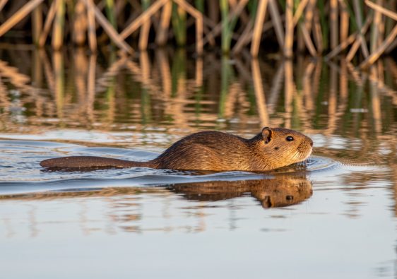 Rat musqué brun nageant dans un étang bordé de roseaux, avec sa queue aplatie bien visible dans la lumière douce de fin de journée.