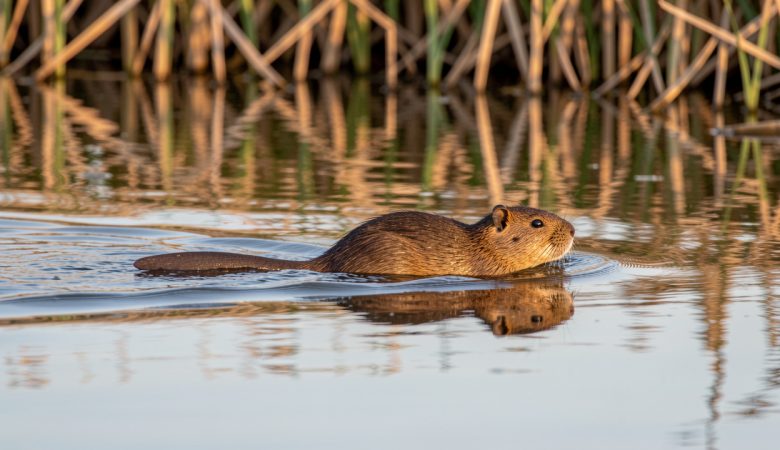 Rat musqué brun nageant dans un étang bordé de roseaux, avec sa queue aplatie bien visible dans la lumière douce de fin de journée.